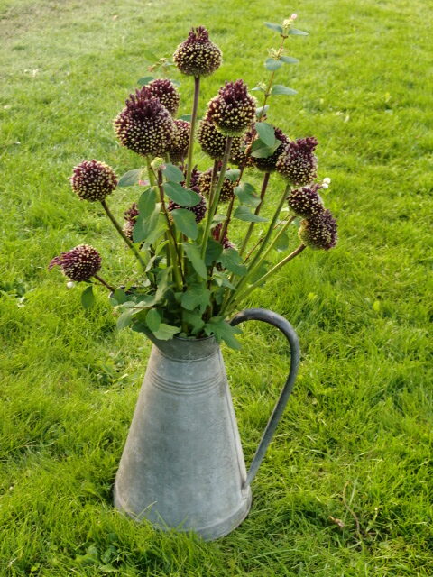 Allium Red Mohican - leverbaar augustus 2025 - Afbeelding 3
