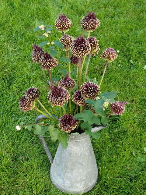 Allium Red Mohican - leverbaar augustus 2025 - Afbeelding 8
