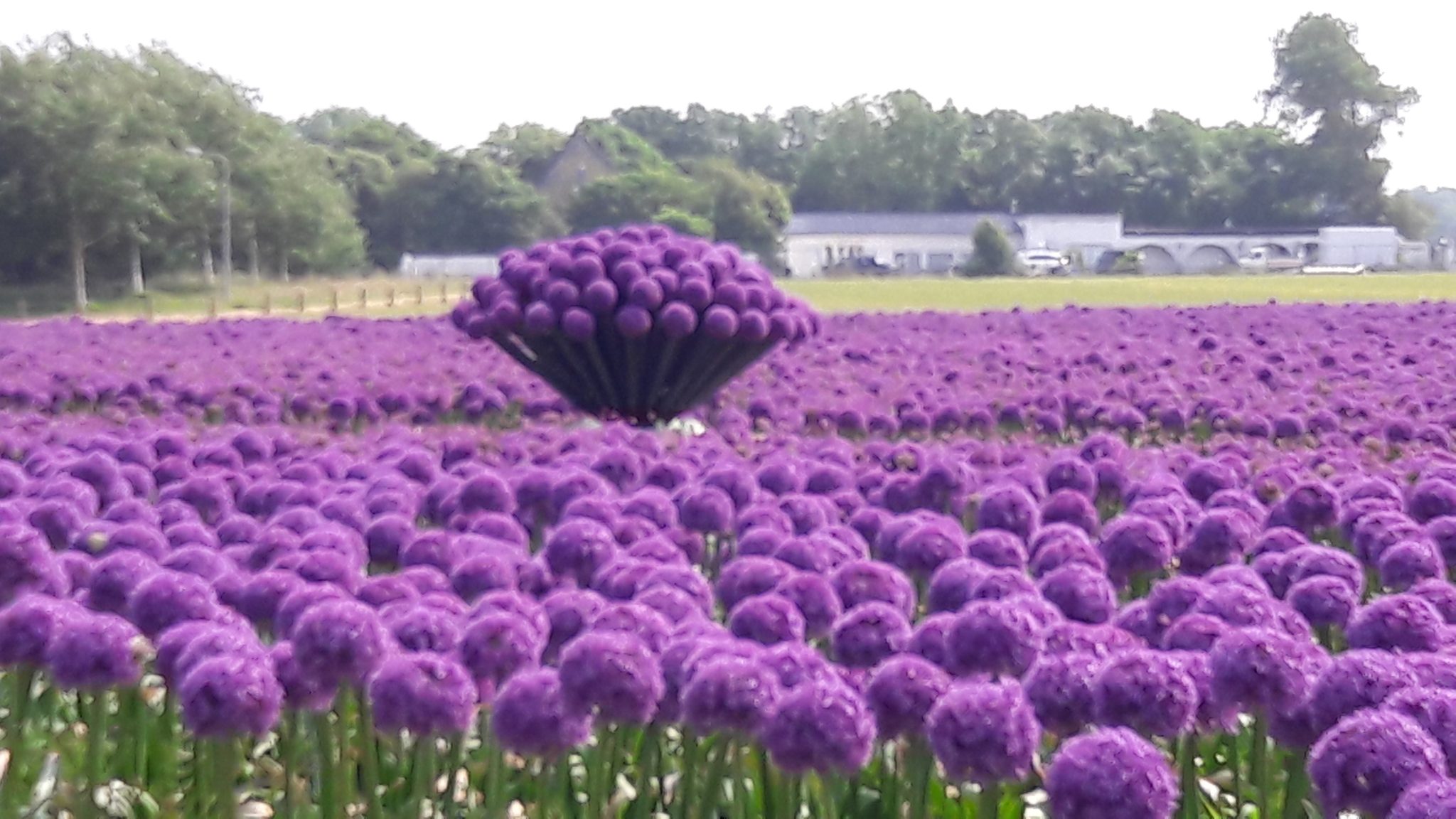 Allium Globemaster - leverbaar vanaf juni 2025 - Afbeelding 13
