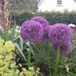 De Allium Globemaster in volle bloei