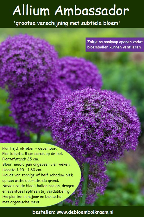 Flyer Allium Ambassador